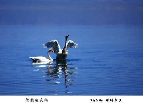 優(yōu)雅淡然的精靈：賽里木湖天鵝