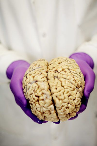 揭秘大腦解剖全過(guò)程