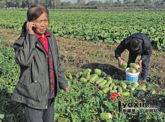 烏魯木齊地窩堡鄉老兩口5畝地10多噸蘿卜免費送人