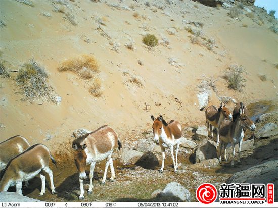 新疆羅布泊南部山區首次拍到雪豹（圖）