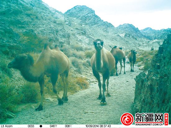 新疆羅布泊南部山區首次拍到雪豹（圖）