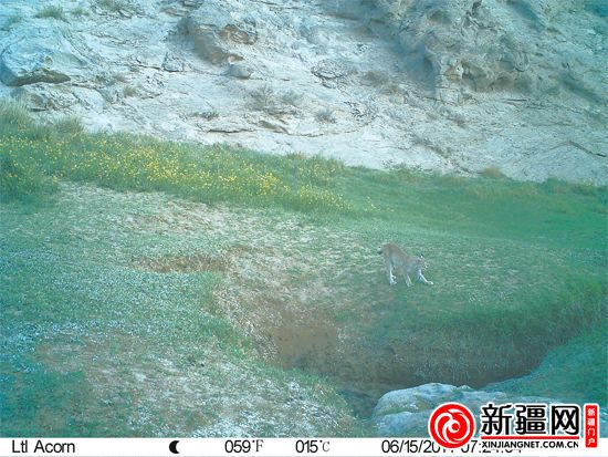 新疆羅布泊南部山區首次拍到雪豹（圖）
