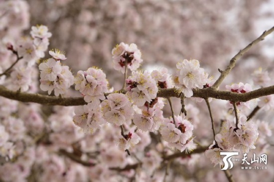 新疆若羌縣：春天來了 杏花開了（組圖）