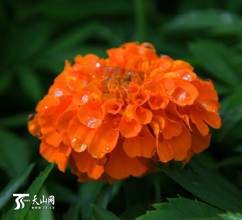 一八三團(tuán)設(shè)施育苗基地百花爭艷
