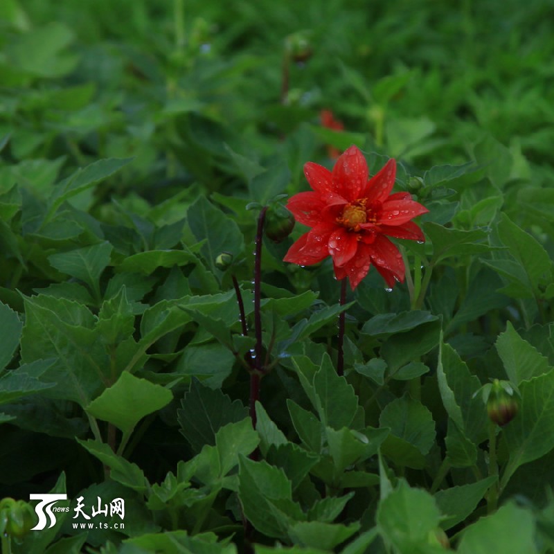 一八三團(tuán)設(shè)施育苗基地百花爭(zhēng)艷