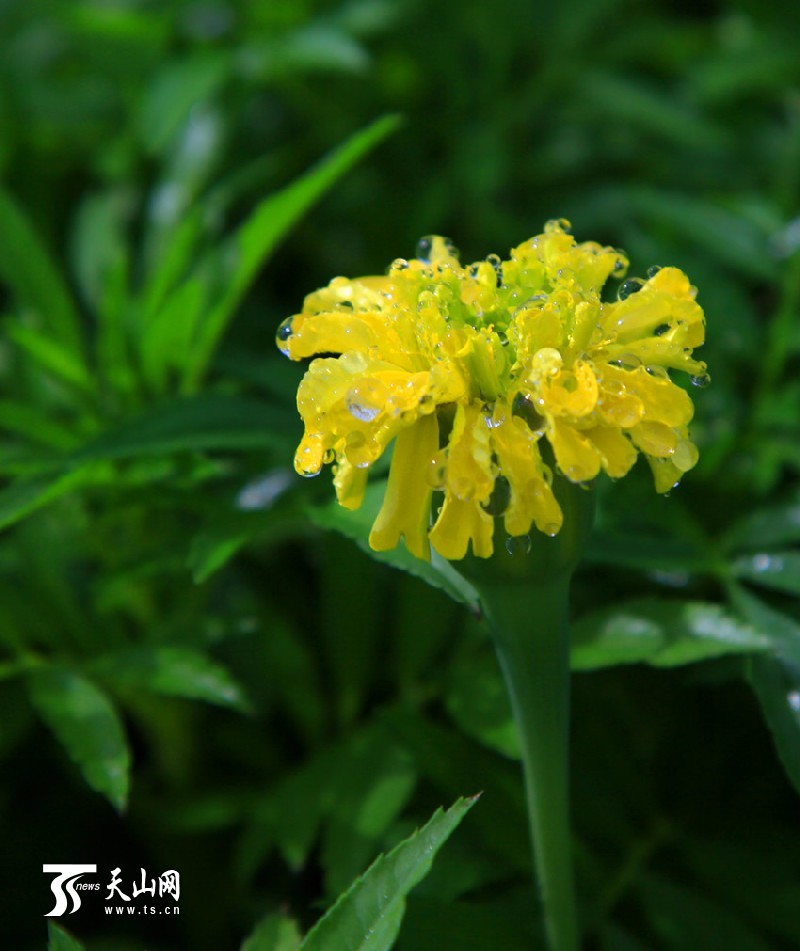 一八三團(tuán)設(shè)施育苗基地百花爭(zhēng)艷