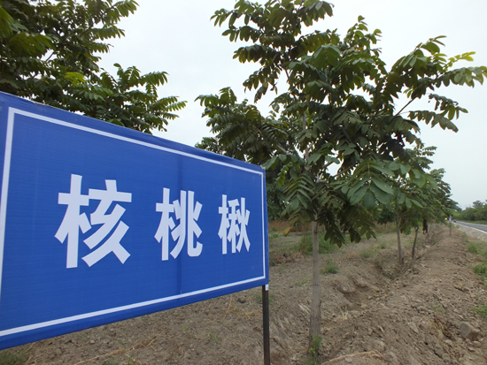 新疆塔西河國家森林公園生態(tài)旅游節(jié)開幕