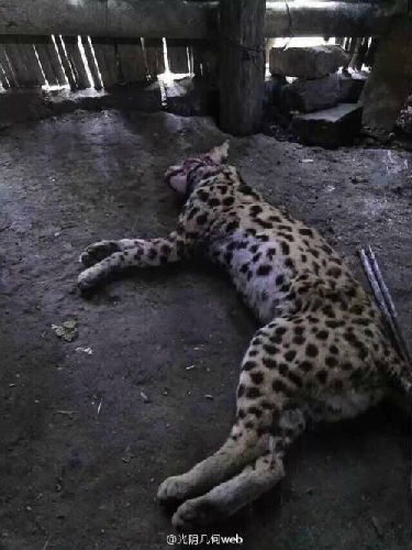 男子炫耀在西藏獵殺野生保護動物引眾怒