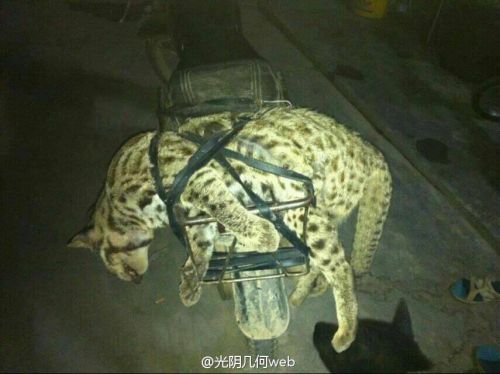 男子炫耀在西藏獵殺野生保護動物引眾怒