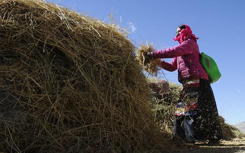 西藏阿里:生態經濟助農牧民增收