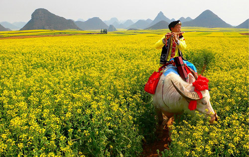 2010年云南羅平國際油菜花文化旅游節下月開幕