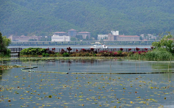 云南滇池水生植被及生物多樣性逐步恢復