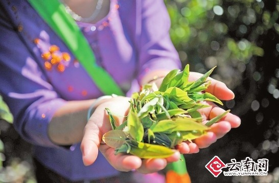 普洱春茶上市古樹茶大漲 個(gè)別品種漲幅達(dá)100%