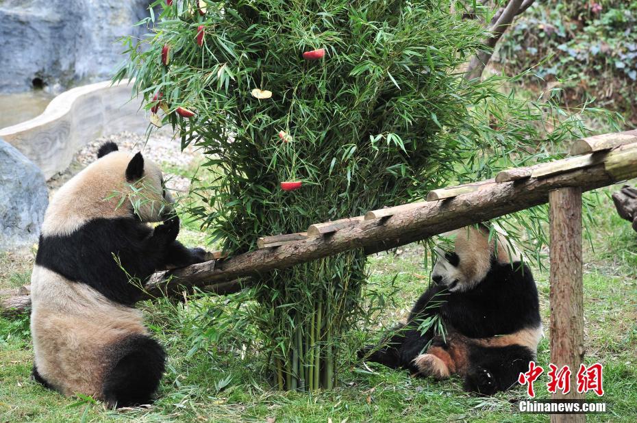 云南動物園大熊貓提前享用“圣誕大餐”
