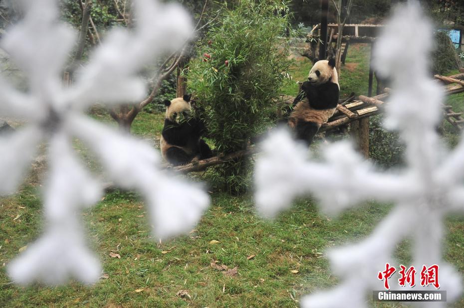 云南動物園大熊貓提前享用“圣誕大餐”