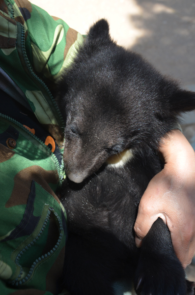 新生動物寶寶請大家來取名