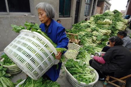 浙江溫嶺：蔬菜粗加工緩解滯銷難題