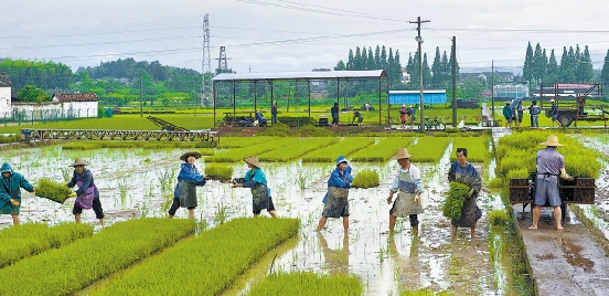 強(qiáng)降水來(lái)去匆匆 武義:農(nóng)民搶種晚稻