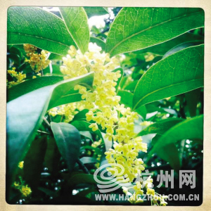 少兒公園 植物園 紫來(lái)洞 去看看今年第一撥桂花吧