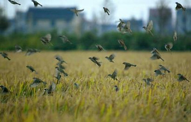 Birds take off in a suburban district in Shanghai November 1, 2005. The United States, China and France announced new efforts to fight a possible pandemic of avian flu, including $500 million to monitor the virus in poultry and practice runs for dealing with a dreaded outbreak. REUTERS/Aly Song