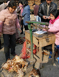 The main reasons for human infections are a lack of effective bird flu surveillance in villages and towns as well as delayed reporting of outbreaks, according to the Ministry of Health.