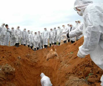 Drill against bird flu