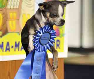 Chihuahua crowned ugliest dog<BR>駝背吉娃娃獲丑狗冠軍