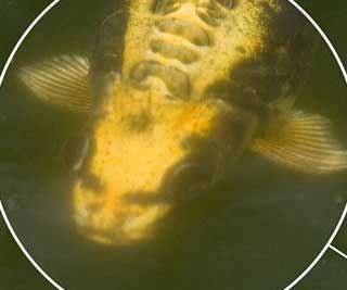 The ￡40,000 carp looks human<BR>'人臉'鯉魚價值4萬(圖)