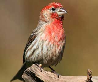 Birdsong and the city<BR>鳥兒為城市改變歌聲(圖)