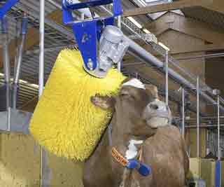 At the cow wash<BR>'奶牛洗澡機(jī)'助增產(chǎn)(圖)