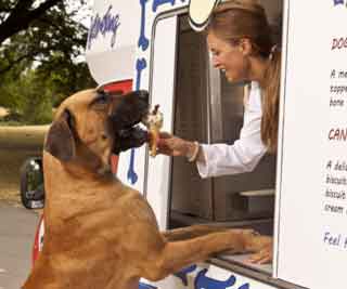Every dog has its sundae<BR>英首現狗狗雪糕車(圖)