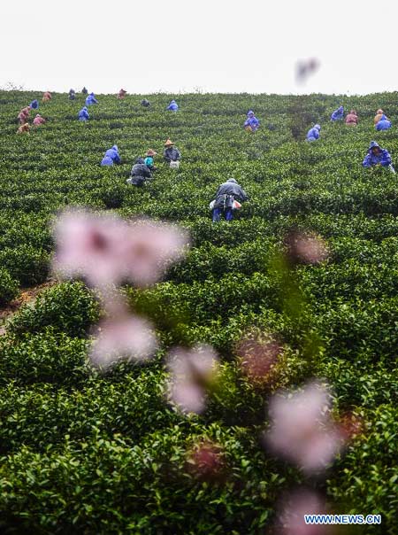 Farmers pick tea leaves in Zhejiang