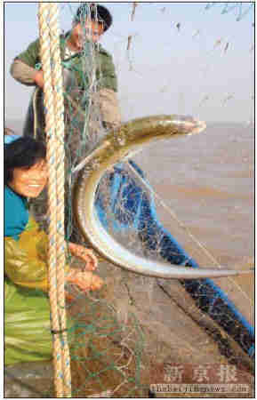 一盤清蒸刀魚售價萬元，學者稱整個長江生態買單