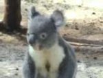 每日動物世界
