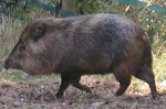 每日動物世界