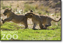 動物天堂－San Diego Zoo