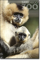 動物天堂－San Diego Zoo