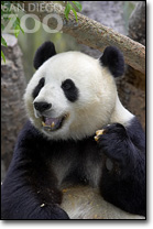 動物天堂－San Diego Zoo