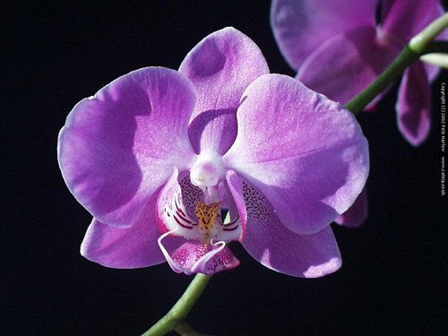 眼“花”繚亂