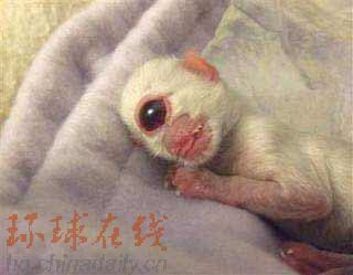 動物新聞:莫斯科熊“報春”20年 “獨眼貓”進(jìn)博物館