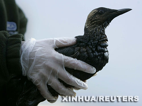 英國(guó)：貨輪遇風(fēng)暴擱淺 有人哄搶有人救鳥