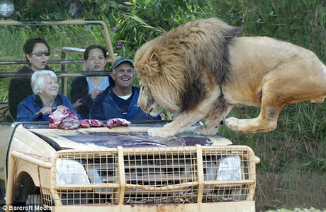 澳動物園推出刺激項目 “隱形籠”內觀猛獸覓食
