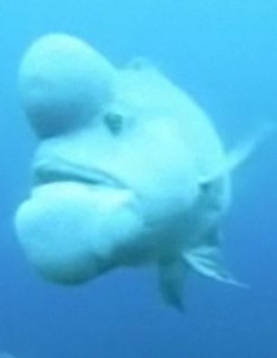世界最丑魚現(xiàn)身日本海域？頭上長(zhǎng)大包綽號(hào)“史萊克”