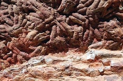 西班牙發現4億年前身長約1米巨蟲足跡