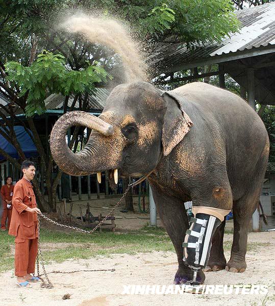 世上第一頭裝假肢的大象在泰國誕生