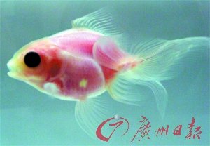 日本培育出透明金魚 可清晰看見內臟