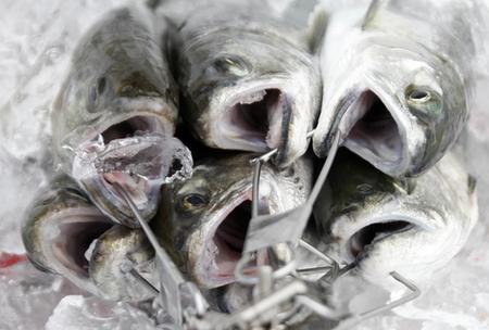 百萬韓國人參加冰上釣魚活動