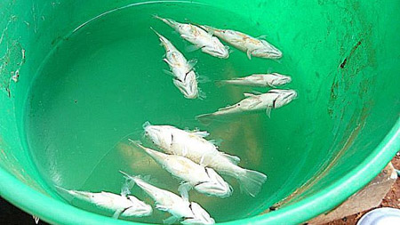 澳大利亞小鎮(zhèn)接連兩天“下魚” 專家難解奧妙