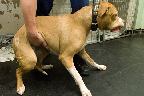英惡犬主人殘害無辜少年致死 驗狗DNA將其定罪