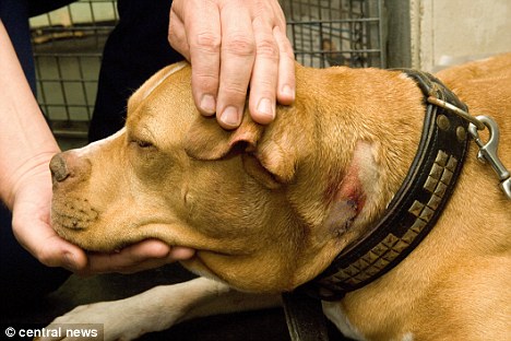 英惡犬主人殘害無辜少年致死 驗狗DNA將其定罪
